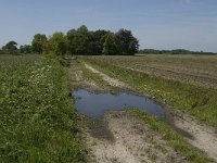 NL, Noord-Brabant, Baarle-Nassau, De Broskens 38, Saxifraga-Jan van der Straaten