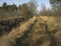 NL, Noord-Brabant, Bergeijk, Zwarte Horstweijer 6, Saxifraga-Jan van der Straaten