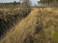 NL, Noord-Brabant, Bergeijk, Zwarte Horstweijer 7, Saxifraga-Jan van der Straaten