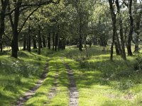 NL, Noord-Brabant, Boxtel, Kampina, Groot Vak 3, Saxifraga-Willem van Kruijsbergen