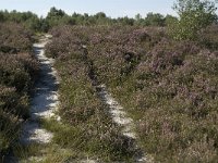 NL, Noord-Brabant, Heeze-Leende, Strabrechtsche Heide 9, Saxifraga-Jan van der Straaten