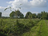 NL, Noord-Brabant, Hilvarenbeek, Spruitenstroompje 25, Saxifraga-Jan van der Straaten