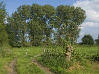 NL, Noord-Brabant, Hilvarenbeek, Spruitenstroompje 28, Saxifraga-Jan van der Straaten