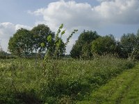 NL, Noord-Brabant, Hilvarenbeek, Spruitenstroompje 76, Saxifraga-Jan van der Straaten