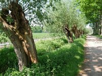 Nuenen, Gerwen en Nederwetten