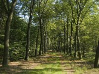 NL, Noord-Brabant, Oirschot, De Baest 13, Saxifraga-Jan van der Straaten