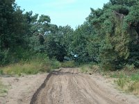 NL, Noord-Brabant, Oirschot, Oirschotse Heide 2, Saxifraga-Jaap Bouwman : stuizand2