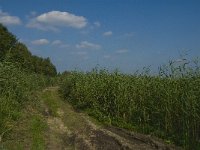 NL, Noord-Brabant, Oisterwijk, Den Opslag 14, Saxifraga-Jan van der Straaten