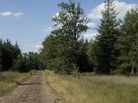 NL, Noord-Brabant, Reusel-De Mierden, Mispeleindsche Heide 5, Saxifraga-Jan van der Straaten