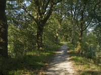 NL, Noord-Brabant, Sint-Michielsgestel, Keerdijk Den Dungen 6, Saxifraga-Jan van der Straaten