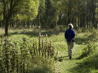 NL, Noord-Brabant, Steenbergen, Dintelse Gorzen 13, Saxifraga-Jan van der Straaten