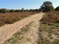 NL, Noord-Holland, Huizen, Limitische Heide 4, Saxifraga-Hans Dekker