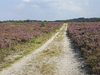 Track through heathland in Sallandse Heuvelrug National Park, Overijssel, Netherlands  Track through heathland in Sallandse Heuvelrug National Park, Overijssel, Netherlands : beauty in nature, Dutch, Europe, European, flowering, flowers, heath, heather, heathland, national park, natural, nature, nature reserve, Netherlands, NP, Overijssel, rural landscape, Sallandse Heuvelrug, sandy, summer, summertime, track