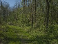 NL, Zuid-Holland, Dordrecht, De Elzen 3, Saxifraga-Marijke Verhagen