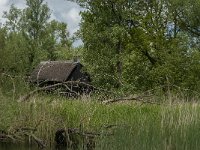 NL, Noord-Brabant, Altena, Ruwenhennip 2, Saxifraga-Jan van der Straaten