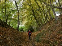 B, Limburg, Voeren, Teuvenerberg 2, Saxifraga-Tom Heijnen