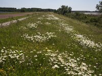Inland dike-Rivierdijk