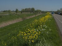 NL, Noord-Brabant, Altena, Merwededijk 4, Saxifraga-Jan van der Straaten