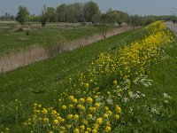 NL, Noord-Brabant, Altena, Merwededijk 5, Saxifraga-Jan van der Straaten