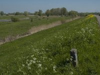 NL, Noord-Brabant, Altena, Merwededijk 8, Saxifraga-Marijke Verhagen