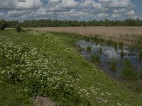 NL, Noord-Brabant, Drimmelen, Noorderplaat 26, Saxifraga-Jan van der Straaten