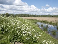 NL, Noord-Brabant, Drimmelen, Noorderplaat 41, Saxifraga-Willem van Kruijsbergen