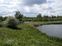 NL, Noord-Brabant, Drimmelen, Noorderplaat 43, Saxifraga-Willem van Kruijsbergen