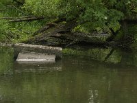 NL, Noord-Brabant, Drimmelen, Buiten Kooigat 24, Saxifraga-Jan van der Straaten