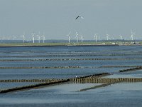 D, Schleswig-Holstein, Nordstrand, Norden 4, Saxifraga-Jan van der Straaten