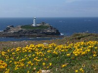 GB, Cornwall, Hayle, Godrevy Island 2, Saxifraga-Foto Fitis-Sytske Dijksen