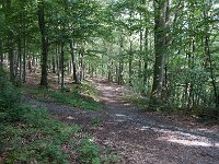 D, Rheinland-Pfalz, Cochem, Apolloweg 1, Saxifraga-Foto Fitis-Sytske Dijksen
