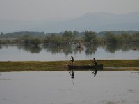 GR, Kentrikí Makedhonía, Sindiki, Limni Kerkini 48, Saxifraga-Ditk Hilbers