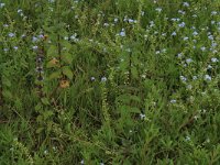 NL, Gelderland, Druten, Afferdensche en Deestsche Waarden 20, Saxifraga-Hans Boll