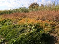 NL, Gelderland, Druten, Afferdensche en Deestsche Waarden 32, Saxifraga-Hans Boll