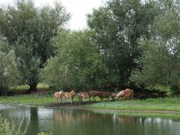 NL, Gelderland, Druten, Afferdensche en Deestsche Waarden 33, Saxifraga-Hans Boll