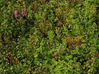 NL, Gelderland, Druten, Afferdensche en Deestsche Waarden 39, Saxifraga-Hans Boll