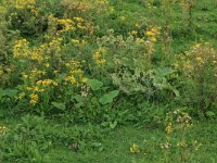 NL, Gelderland, Druten, Afferdensche en Deestsche Waarden 52, Saxifraga-Hans Boll