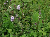 NL, Gelderland, Druten, Afferdensche en Deestsche Waarden 7, Saxifraga-Hans Boll