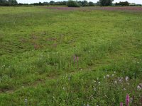 NL, Gelderland, Druten, Afferdensche en Deestsche Waarden 9, Saxifraga-Hans Boll