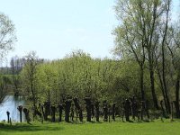 NL, Gelderland, Zaltbommel, Breemwaard 11, Saxifraga-Hans Boll