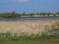 NL, Gelderland, Zaltbommel, Breemwaard 19, Saxifraga-Hans Boll