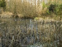 B, Limburg, Peer, Blijlever 6, Saxifraga-Jan van der Straaten