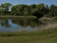 NL, Noord-Brabant, Heusden, Elshoutse Zeedijk 12, Saxifraga-Marijke Verhagen