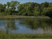 NL, Noord-Brabant, Heusden, Elshoutse Zeedijk 13, Saxifraga-Marijke Verhagen