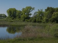 NL, Noord-Brabant, Heusden, Elshoutse Zeedijk 2, Saxifraga-Jan van der Straaten