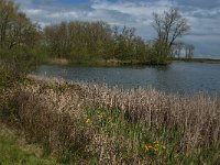 NL, Noord-Brabant, Heusden, Haarsteegs Wiel 2, Saxifraga-Jan van der Straaten