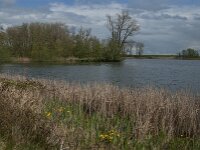 NL, Noord-Brabant, Heusden, Haarsteegse Wiel 1, Saxifraga-Jan van der Straaten