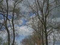 NL, Noord-Brabant, Heusden, Haarsteegse Wiel 20, Saxifraga-Jan van der Straaten
