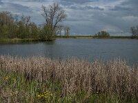 NL, Noord-Brabant, Heusden, Haarsteegse Wiel 3, Saxifraga-Jan van der Straaten
