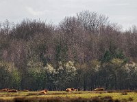 NL, Drenthe, Midden-Drenthe, Vossenberg 4, Saxifraga-Hans Dekker